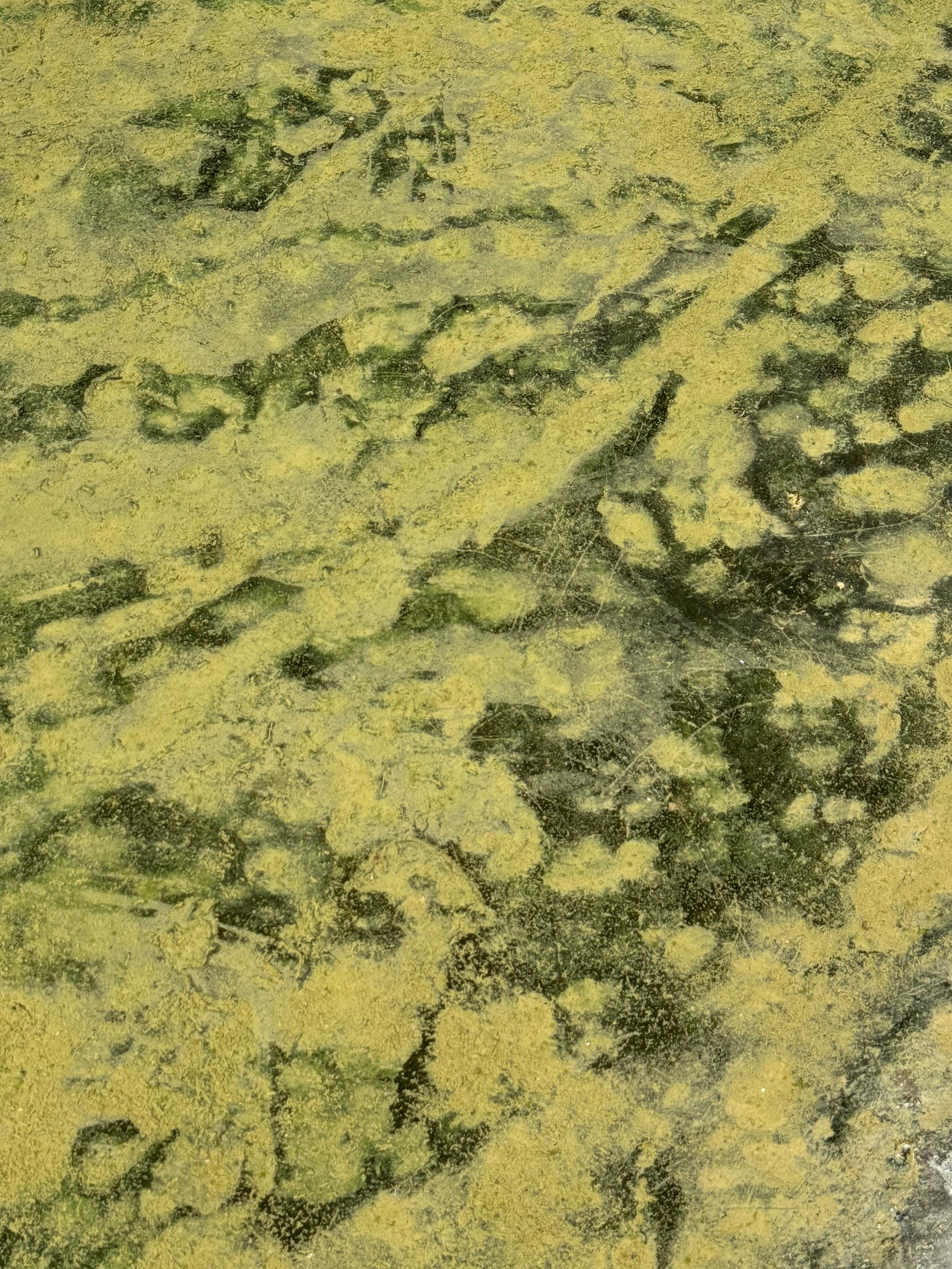 Lichen 11-5-2024