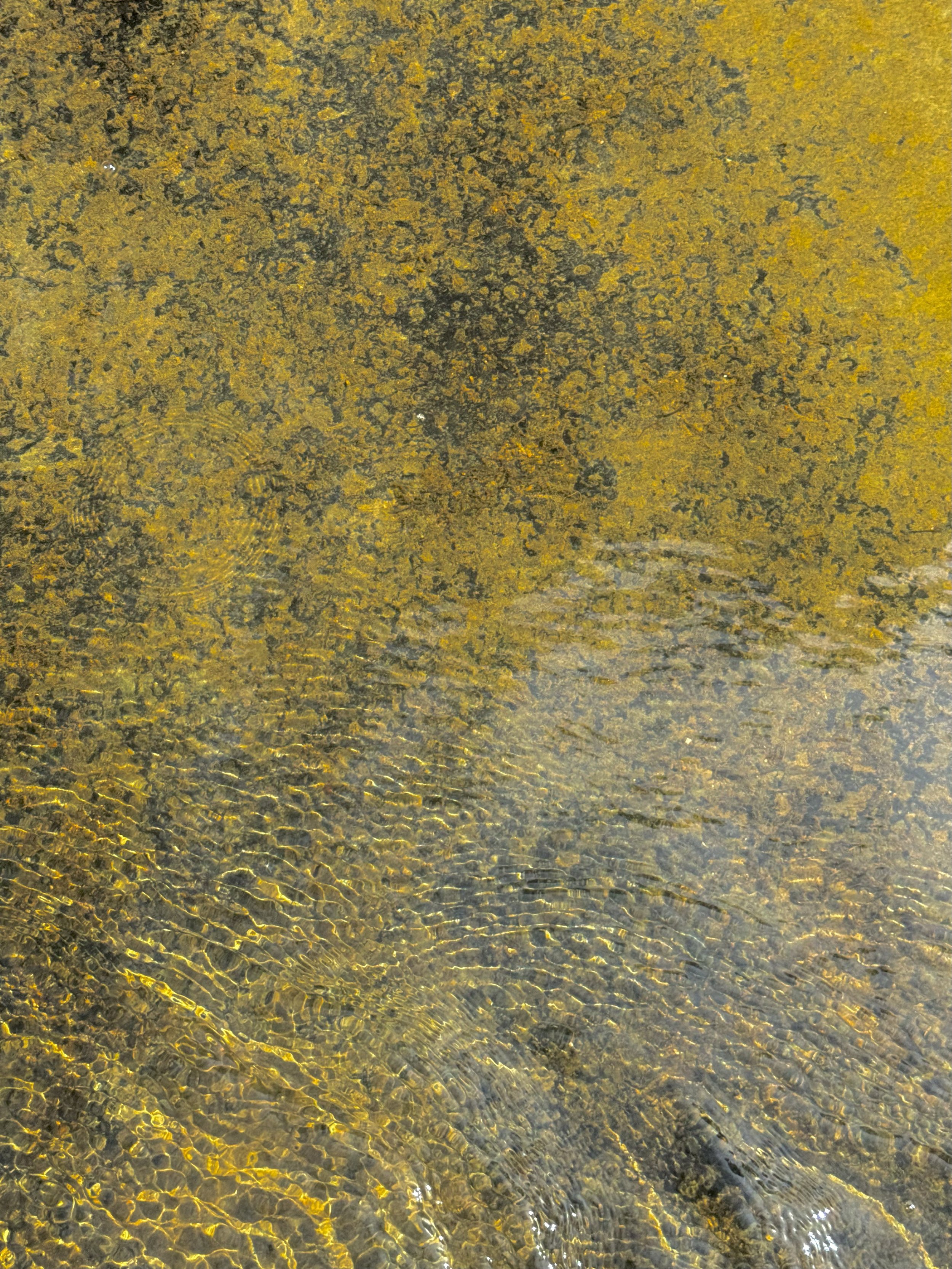 Lichen Submerged 7-8-2024