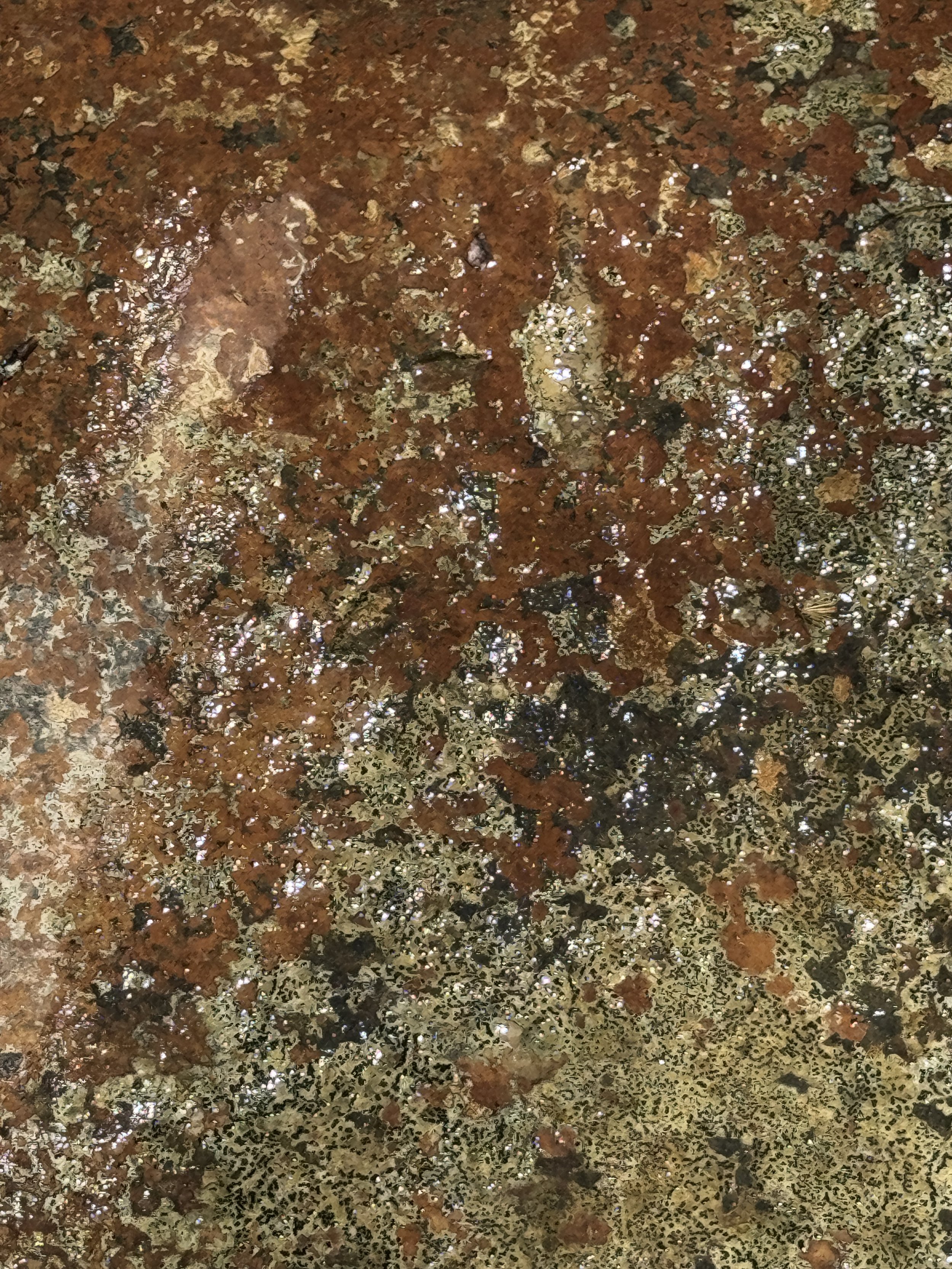Lichen Tapestry 3-22-2025