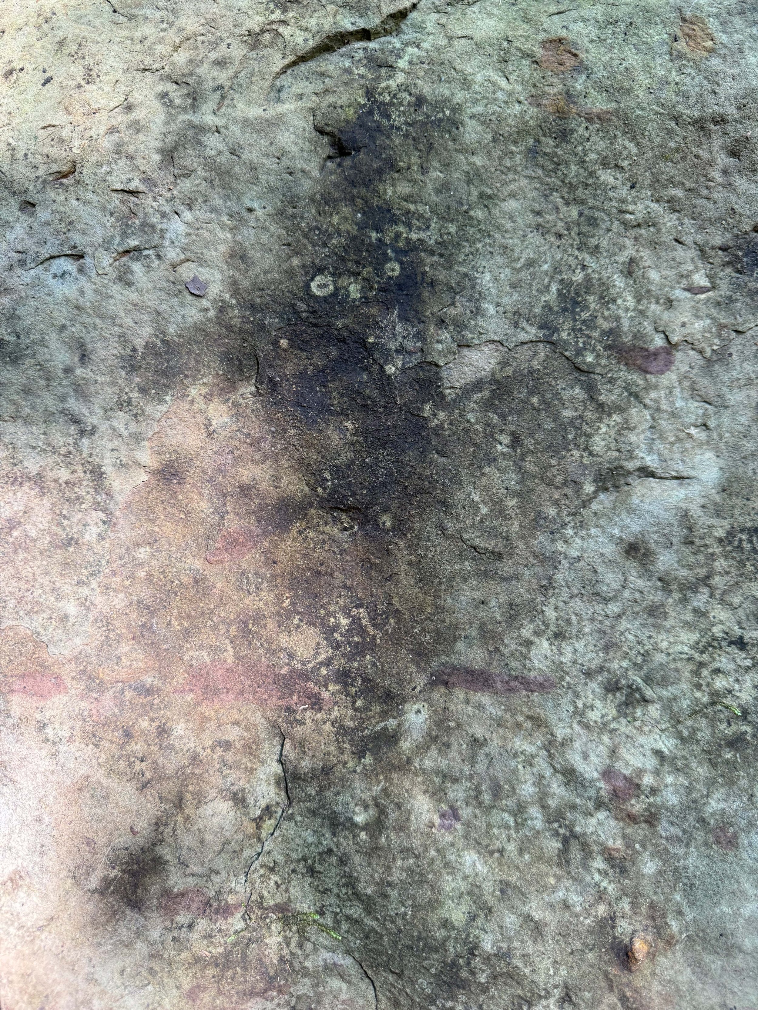 Lichen on Rock 11-5-2024