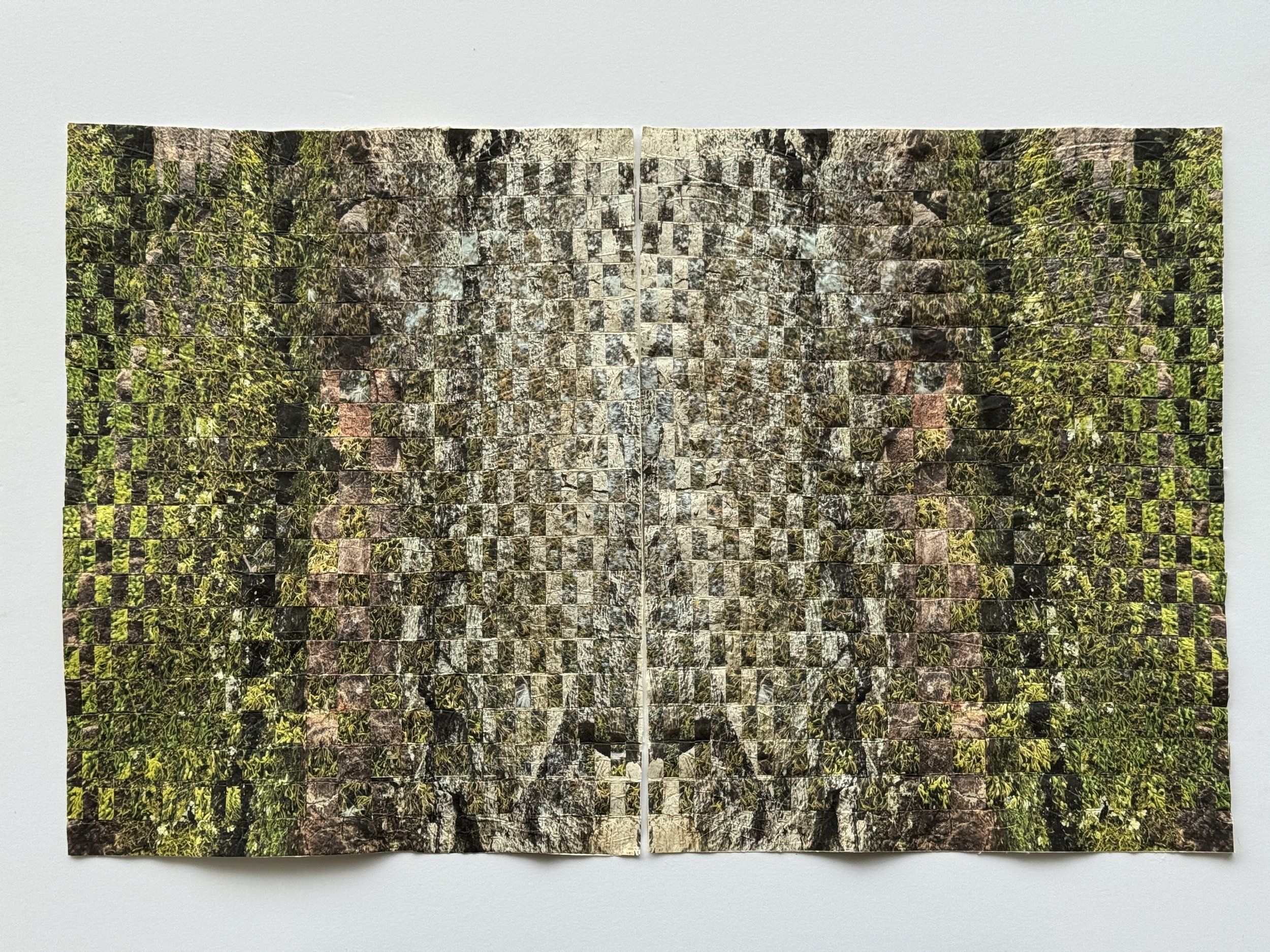 Mosses and Lichens